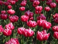 Morges: Fête de la Tulipe