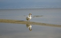 Zwaan
