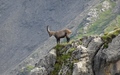 Steenbok