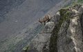 Steenbok