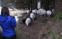 Nieuwsgierige schapen