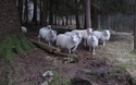 Nieuwsgierige schapen