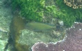 Acanthurus lineatus