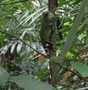 Gonocephalus chamaeleontinus