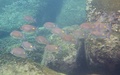 Siganus guttatus