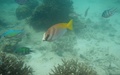 Siganus virgatus