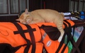 Slapende kat