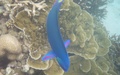 Snorkelen