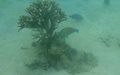 Snorkelen