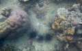 Snorkelen