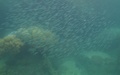 Snorkelen