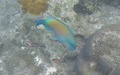 Snorkelen