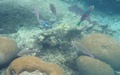 Snorkelen