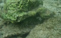 Snorkelen