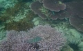 Snorkelen