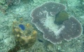 Snorkelen