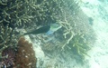 Snorkelen