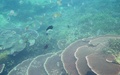 Snorkelen