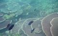 Snorkelen