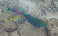 Snorkelen