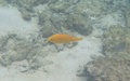 Snorkelen