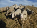 Schapen
