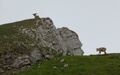 Alpensteenbokken