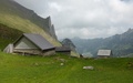 Widderalp