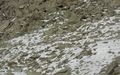 Chamois