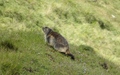 Marmot