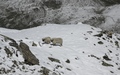 Schapen in de sneeuw