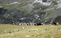 Walliser Schwarzhalsziege