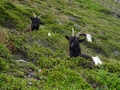 Walliser Schwarzhalsziege