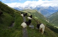 Walliser Schwarzhalsziege