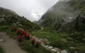 Berggasthaus Trift