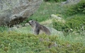 Marmot