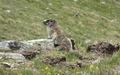 Marmot