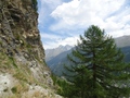 Schweifinen