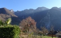 Kakiboom en Monte Generoso