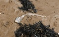 Dood zeebeest
