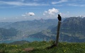 Alpenkauwen
