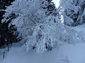Choltal