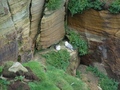 Dunnet Head