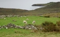 Schapen in een ruïne