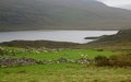 Schapen in een ruïne