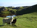 Strathy Point