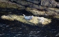 Zeehond