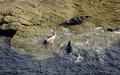 Zeehonden