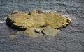 Zeehonden