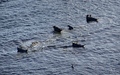 Zeehonden